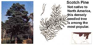 Conifers: Scotch Pine.